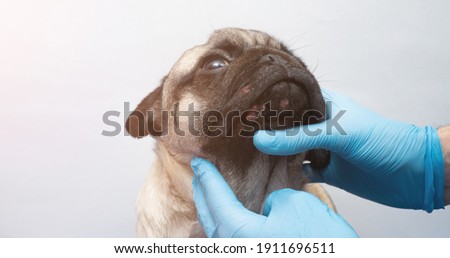Veterinary doctor in medical gloves examines the dog head wounds. pug dog with red inflamed wounds on his face. Dog Allergy, Dermatitis, a fungal infection on the skin face of a dog