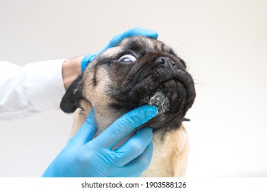 Veterinary Doctor In Medical Gloves Lubricates The Dog Wounds With Ointment. Pug Dog With Red Inflamed Wounds On His Face. Dog Allergy, Dermatitis, A Fungal Infection On Skin Face Of A Dog