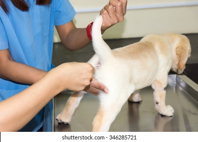 Veterinary Doctor Is Taking The Detection Of Bacteria In Faeces Of A Dog