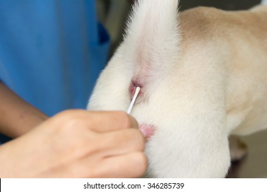 Veterinary Doctor Is Taking The Detection Of Bacteria In Faeces Of A Dog