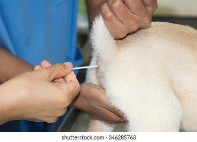 Veterinary Doctor Is Taking The Detection Of Bacteria In Faeces Of A Dog