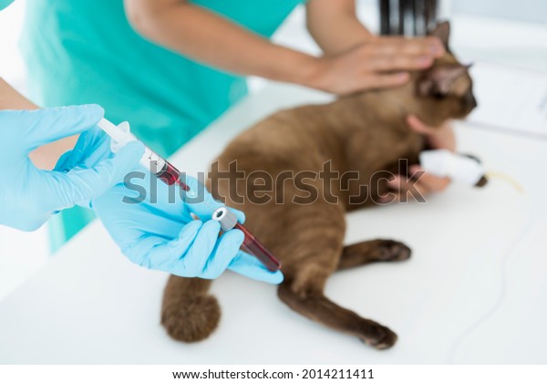 Veterinary. The\
doctor is testing the cat is blood for the virus. Veterinarian\
giving injection to cat in vet\
clinic.