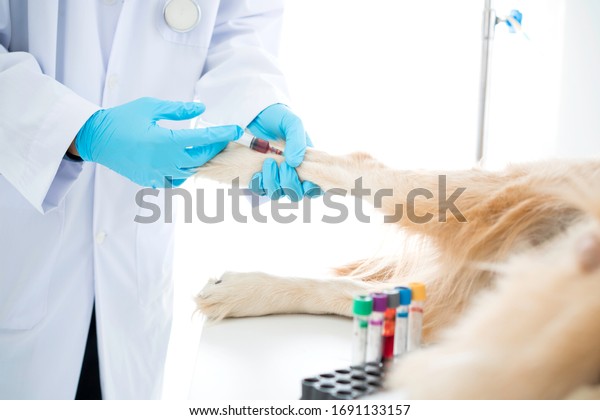 Veterinary. The doctor is testing the dog is
blood for the virus. Veterinarian giving injection to dog in vet
clinic. Vet giving injection with syringe in dog. The vet draws
blood for
examination.