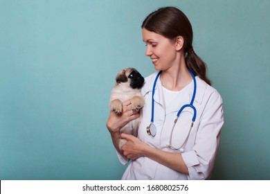 Veterinary doctor woman holding a pug puppy and smiling. Veterinary medicine. Copy space