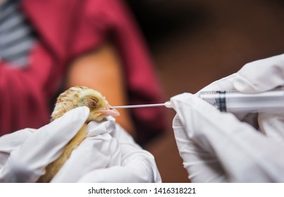 Veterinary drop vaccine to chicken for prevent Poultry Diseases . Avian influenza is highly pathogenic avian influenza (HPAI). "Bird flu" is a similar to "swine ," "dog ," "horse ," or "human flu" 