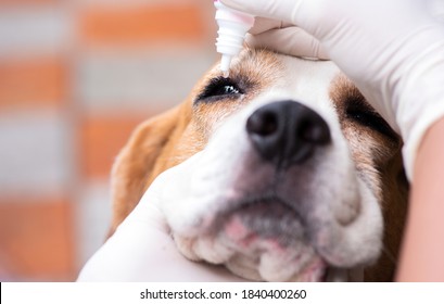 Veterinary Drug Eye Drops Beagle Dogs Prevent Infectious Diseases Cherry Eye Disease In The Eyes Of Pets

Selective Focus  Dog Eye