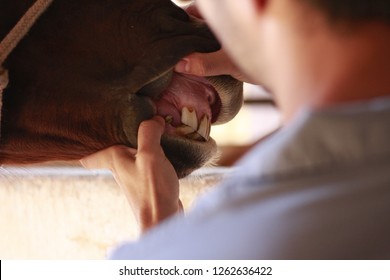 Veterinary Exam Horse Teeth