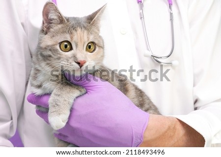 Veterinary examination of the cat. kitten at the veterinarian. Animal clinic. Pet check and vaccination. Healthcare. on a purple background. copy spase