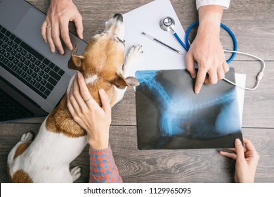 Veterinary Examination Consultation With An X-ray. Dog And Owners And Doctors Hands On The Table With Computer.