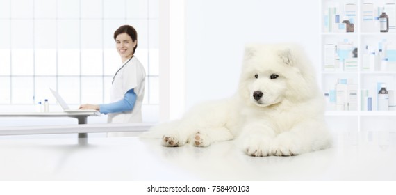 Veterinary Examination Dog, Veterinarian With Computer On Table In Vet Clinic