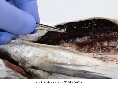 Veterinary Examination Of A Hake Containing The Parasitic Nematode Worm Anisakis