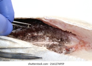 Veterinary Examination Of A Hake Containing The Parasitic Nematode Worm Anisakis