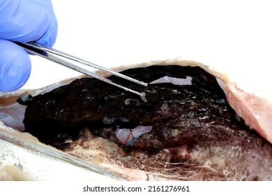 Veterinary Examination Of A Hake Containing The Parasitic Nematode Worm Anisakis