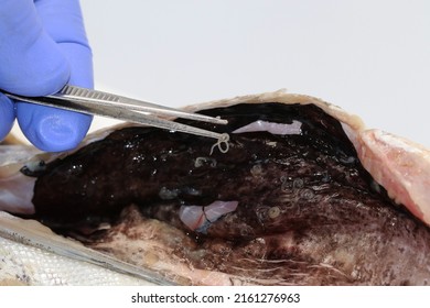 Veterinary Examination Of A Hake Containing The Parasitic Nematode Worm Anisakis