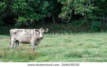 A veterinary examination will do this old sickly cow no good as she is about to reach the end of her life in a green pasture.