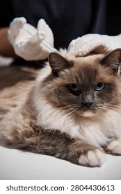 Veterinary expert performs a routine annual vaccination by administering a subcutaneous injection into the scruff of a fluffy ragdoll cat to deliver preventative medicine.
