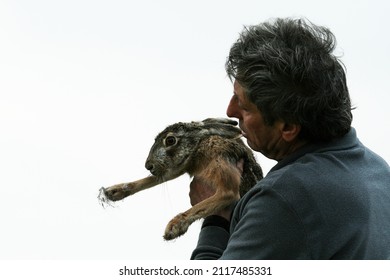 Veterinary Or Faunistic Operator Holding An European Brown Hare To Check The Health Of The Wild Animal - Scientific Researcher Handling The Wild Animal Outdoors - Faunistic Research Concept