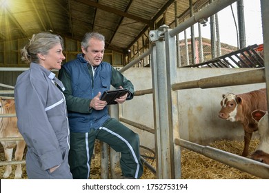 Veterinary and female farmer checking  the health  of the cows husbandry on a digital  tablet