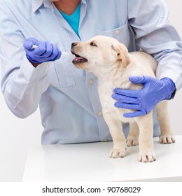 Veterinary Is Giving The Medicine To The Puppy Of The Labrador