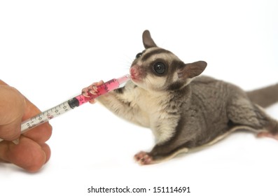 Veterinary is giving the medicine to young sugar-glider 