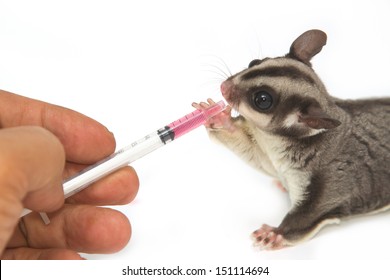 Veterinary is giving the medicine to young sugar-glider 