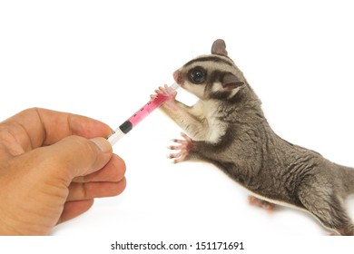 Veterinary is giving the medicine to young sugarglider