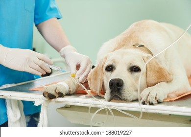 veterinary giving the vaccine to the ivory labrador dog