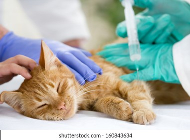 Veterinary Giving The Vaccine To The Little Cat 