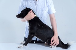 Veterinary Have Control And Restraint A Dog To Immunize For Control And Prevention Of Rabies Disease ,animal Restraint Concept

