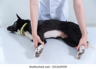 veterinary have control and restraint a dog to immunize for control and prevention of rabies disease ,animal restraint concept - Shutterstock ID 1511619539