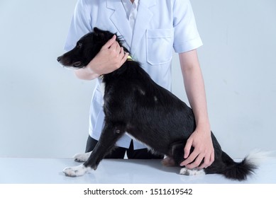veterinary have control and restraint a dog to immunize for control and prevention of rabies disease ,animal restraint concept - Shutterstock ID 1511619542