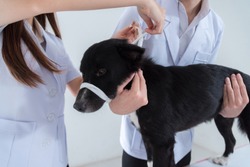 Veterinary Have Control And Tie Mouth A Dog To Immunize For Control And Prevention Of Rabies Disease ,animal Restraint Concept
