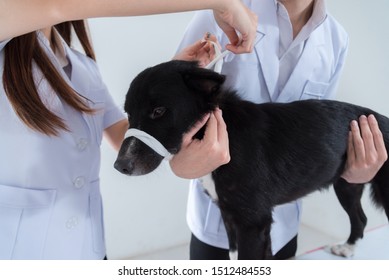 veterinary have control and tie mouth a dog to immunize for control and prevention of rabies disease ,animal restraint concept - Shutterstock ID 1512484553