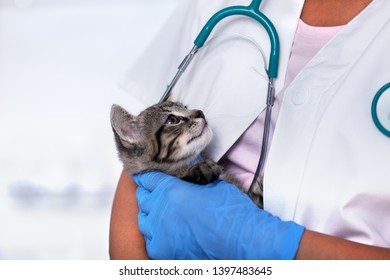 Veterinary healthcare professional holding young kitten - close up