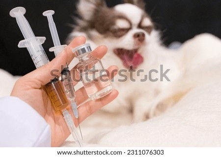 Veterinary holding syringe with vaccine near cute chihuahua dog in clinic. Medicine and vaccine research, Scientist testing drug in dog animal, pet, Drug research and development concept.