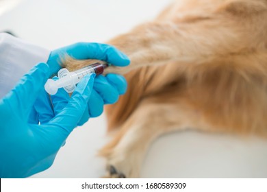 Veterinary. Medical Intravenous IV Tube In Hospital. Veterinarian Giving Injection To Dog In Vet Clinic. Veterinarian Giving Injection With Syringe In Dog. Patients Are Vaccinated. Selective Focus.