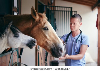 Veterinary medicine at farm. Veterinarian during medical care of horses in stables. - Powered by Shutterstock