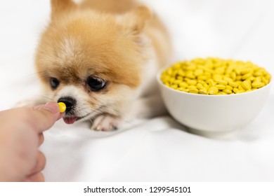 Veterinary Medicine, Pet, Animals, Health Care Concept - Focus On Yellow Pills, Tablets With  Pomeranian Dog Sitting On White Background,