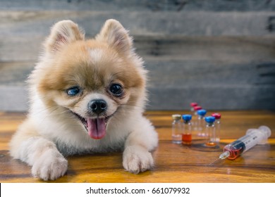 Veterinary medicine, pet, animals, health care and people concept - close up of Pomeranian dog sitting on wood floor with blur syringe and vials , drug injection or vaccination, wood background.