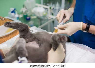 veterinary medicine, the use of three-way stopcock for draining urine from the urinary bladder of cats (cats) a gallstone. syringe