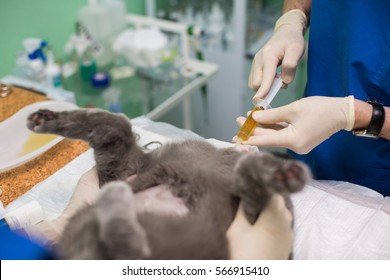 veterinary medicine, the use of three-way stopcock for draining urine from the urinary bladder of cats (cats) a gallstone. syringe