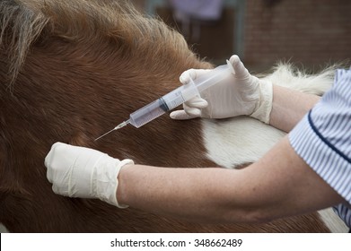 Veterinary nurse treating a Skewball pony Injecting with a large syringe - Powered by Shutterstock