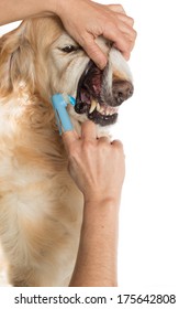 Veterinary Performing A Dental Cleaning In The Query