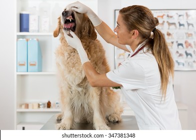 Veterinary Performing A Dental Inspection To A Golden Retriever In Clinical