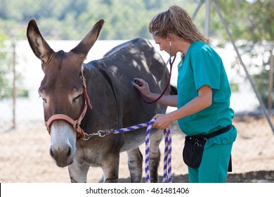 Veterinary performing a medical examination to a donkey - Powered by Shutterstock
