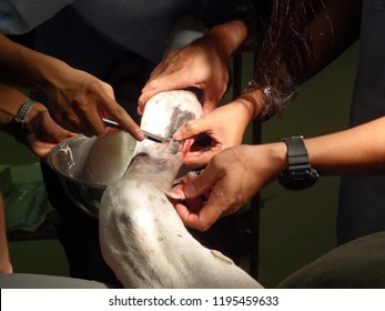 Veterinary Students​ Are Preparing Surgical Site For Correction Of Proximal Sesamoid Bone Fracture