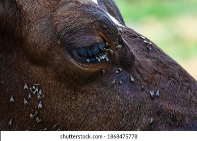 Veterinary science. Cow bothersome muscas (face fly, Musca autumnalis), need long lashes, ears. Flies are harmful to fattening and milk yield, infect eyeworms (Thelazia). Eye cow closeup