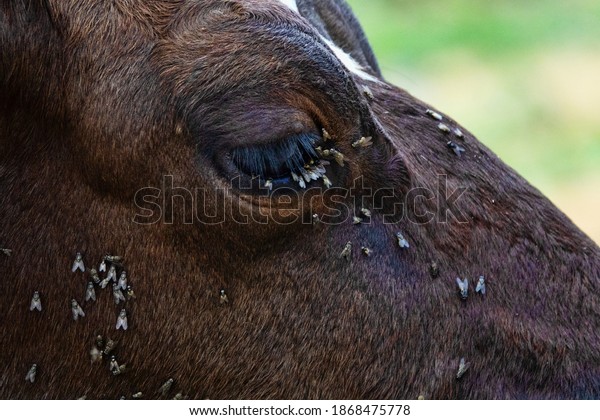 Veterinary\
science. Cow bothersome muscas (face fly, Musca autumnalis), need\
long lashes, ears. Flies are harmful to fattening and milk yield,\
infect eyeworms (Thelazia). Eye cow\
closeup