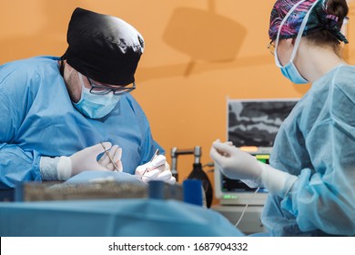 A Veterinary Student Gains Experience In The Operating Room. Doctors With Surgical Tools In Hands Making Surgery. Health Care Or Veterinary Care Concept.