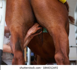 Veterinary Surgeon Castration A Racehorse